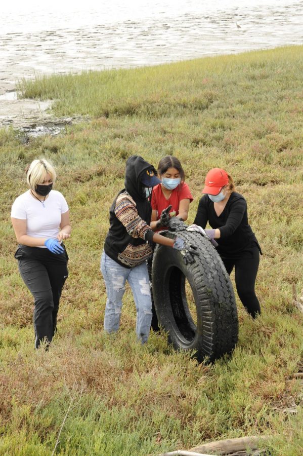 Student volunteers rolling a wheel they found up a hill to clean the baylands. (Photo courtesy of Linda Filo)