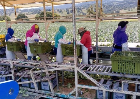 Photo Courtesy of agricultural worker Jose Remedios Castillo.

Farmworkers sort and package vegetables in Gilroy. 